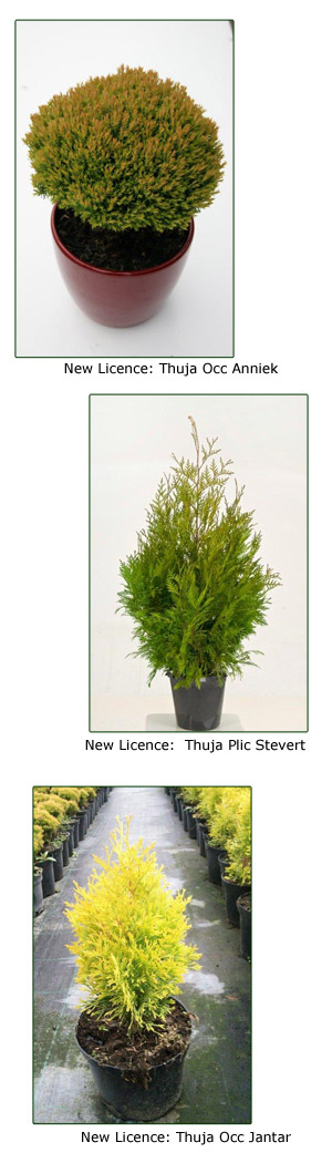 Thuja Occ Anniek,